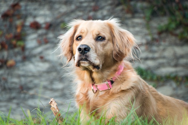 【獣医師監修】成犬・高齢犬の歩様異常で考えられる疾患のアイキャッチ画像