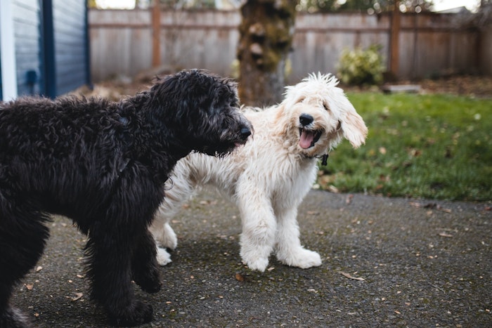 犬,歩様異常,成犬,高齢犬,関節疾患,神経疾患,自己免疫疾患