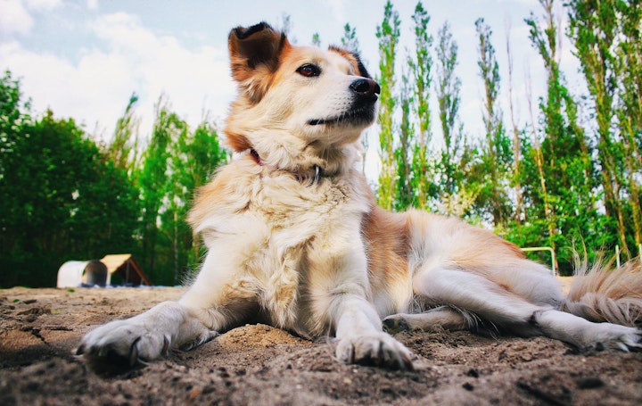 犬,歩様異常,成犬,高齢犬,関節疾患,神経疾患,自己免疫疾患