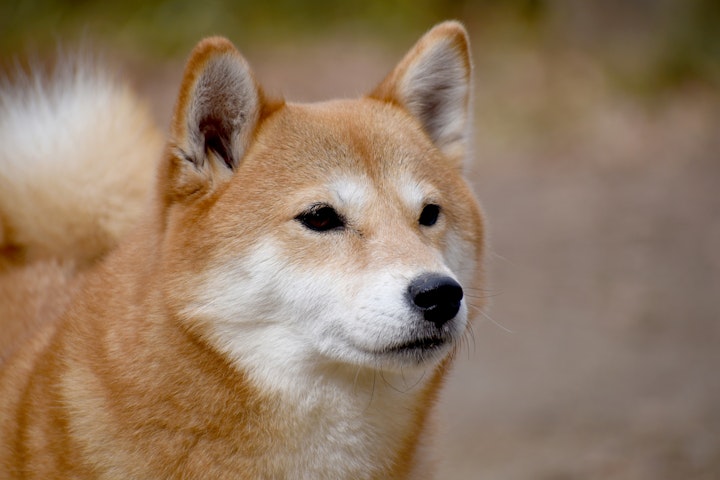 犬,耳の形,立ち耳,垂れ耳,犬種