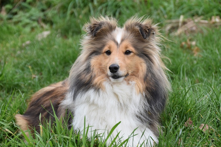 犬,耳の形,立ち耳,垂れ耳,犬種