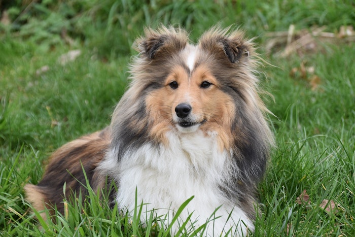 こんなにたくさん 犬の耳の形の種類と 断耳 耳セットについて シェリー ペットの幸せを一緒に考える こんなにたくさん 犬の耳の形の種類と 断耳 耳セットについて シェリー ペットの幸せを一緒に考える