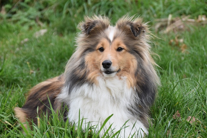 こんなにたくさん 犬の耳の形の種類と 断耳 耳セットについて シェリー ペットの幸せを一緒に考える