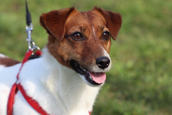 犬,耳の形,立ち耳,垂れ耳,犬種