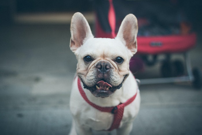 犬,耳の形,立ち耳,垂れ耳,犬種