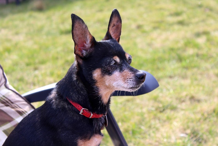 こんなにたくさん 犬の耳の形の種類と 断耳 耳セットについて シェリー 犬のチャームポイントのひとつである 耳 ｄメニューニュース Nttドコモ