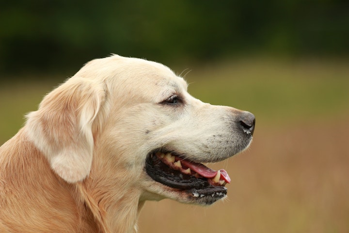 犬,耳の形,立ち耳,垂れ耳,犬種