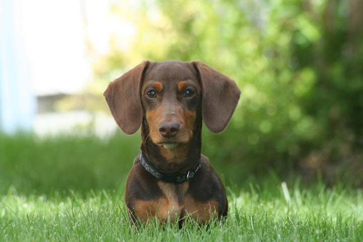 犬,耳の形,立ち耳,垂れ耳,犬種