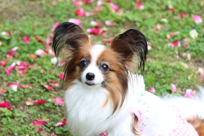 こんなにたくさん 犬の耳の形の種類と 断耳 耳セットについて シェリー ペットの幸せを一緒に考える