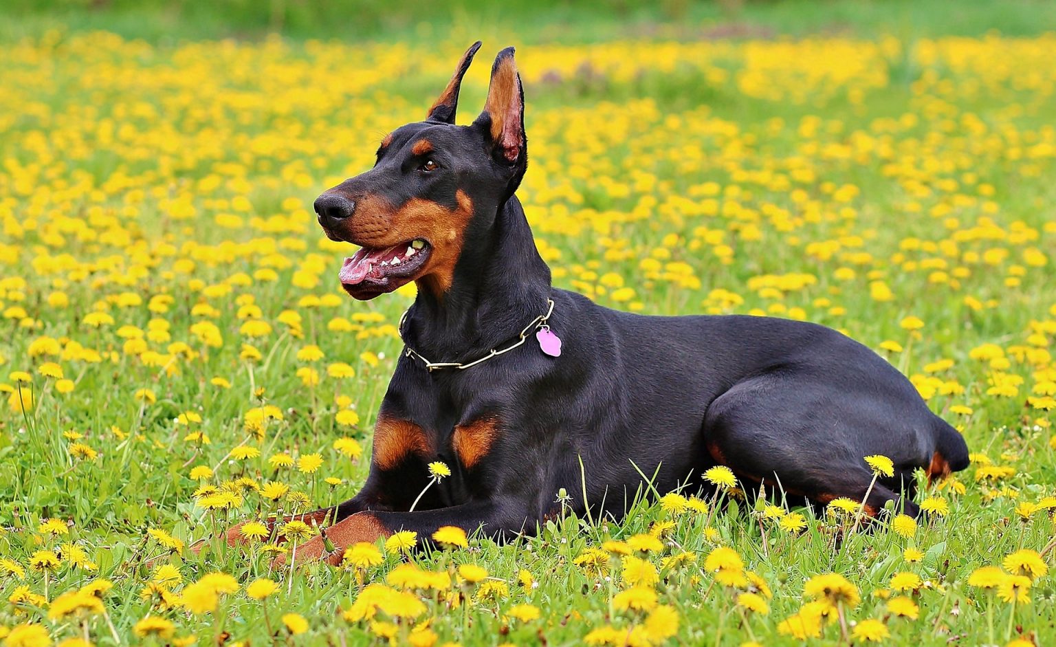 こんなにたくさん!?犬の耳の形の種類と、断耳・耳セットについて シェリー ペットの幸せを一緒に考える こんなにたくさん!?犬の耳の形の種類と、断耳・耳セットについて シェリー ペットの幸せを一緒に考える