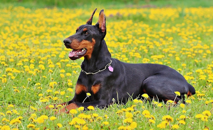 犬,耳の形,立ち耳,垂れ耳,犬種