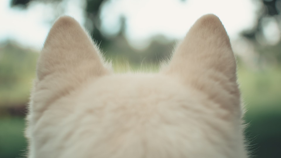 こんなにたくさん!?犬の耳の形の種類と、断耳・耳セットについて