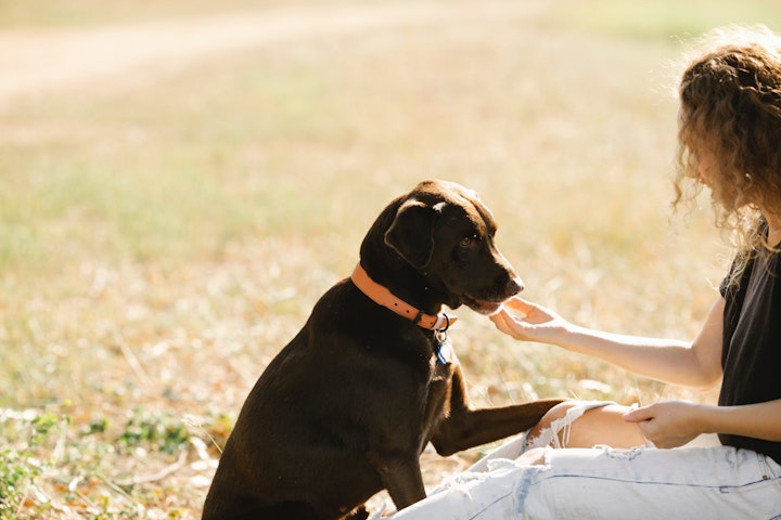 しつけ,トレーニング,外出,散歩,犬,飼い方