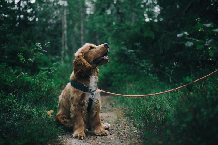 しつけ,トレーニング,外出,散歩,犬,飼い方