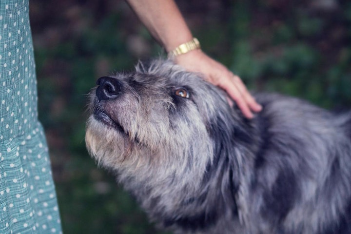 しつけ,トレーニング,犬,褒め方,飼い方