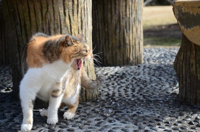 【ひっかく・かみつく】猫が突然攻撃的になるのはなぜ？理由と対策を解説のアイキャッチ画像