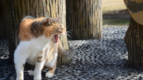 【ひっかく・かみつく】猫が突然攻撃的になるのはなぜ?理由と対策を解説のアイキャッチ画像