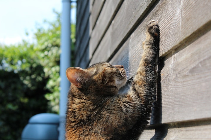 猫,爪とぎ,グッズ,ダンボール