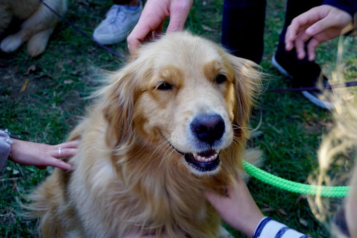 しつけ,トレーニング,犬,褒め方,飼い方