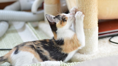 猫が爪とぎをする理由とは?爪とぎグッズ選びのコツや置き場所を解説のアイキャッチ画像