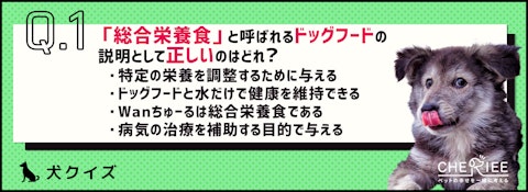 【クイズ】今こそ再確認！愛犬にドッグフードを正しく与えてる？のアイキャッチ画像