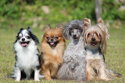 自分のライフスタイルに合う犬が見つかるかも?!犬種の特徴を学ぼうのアイキャッチ画像