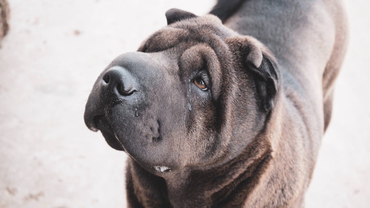 ドッグスポーツ,トリミング,散歩,特徴,犬,犬種