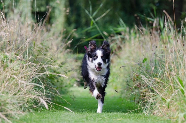 ドッグスポーツ,トリミング,散歩,特徴,犬,犬種