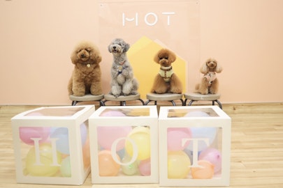 犬の保育園って何?ドッグトレーナーによる徹底解説!のアイキャッチ画像