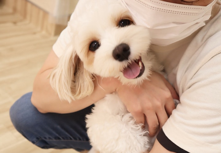 犬,保育園,幼稚園,子犬