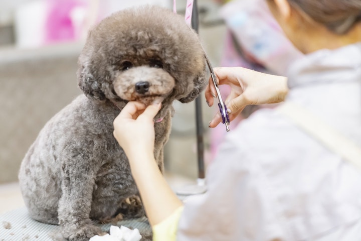 ドッグスポーツ,トリミング,散歩,特徴,犬,犬種