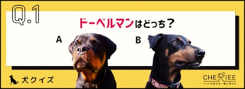 【画像クイズ】見分けがつきますか？外見が似ている犬たち②のアイキャッチ画像