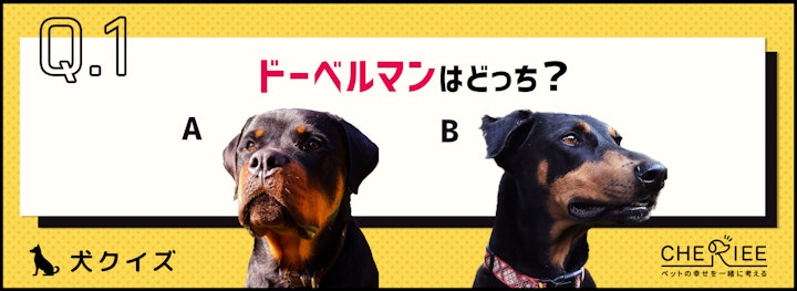 【画像クイズ】見分けがつきますか？外見が似ている犬たち②のアイキャッチ画像