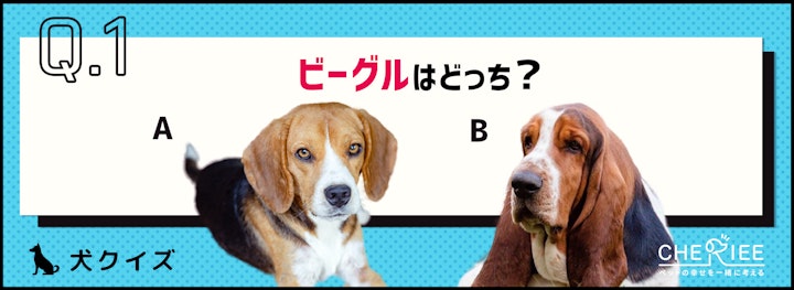 【画像クイズ】見分けがつきますか？外見が似ている犬たち①のアイキャッチ画像