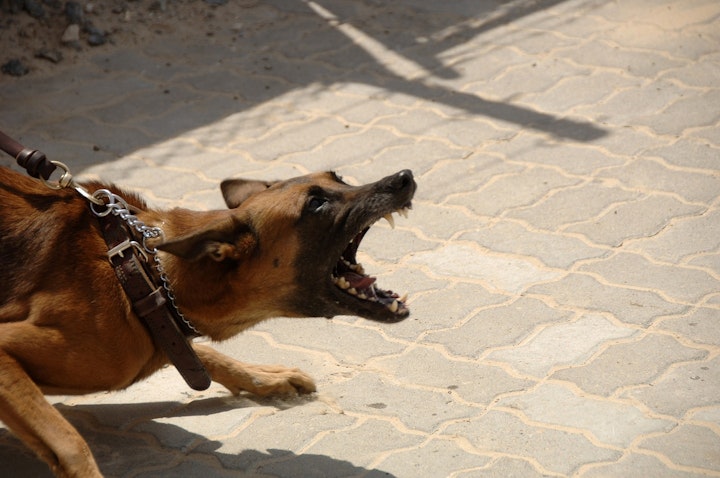 しつけ,咬傷事故,条例,注意,特定犬,犬,犬種,飼い主,飼い方