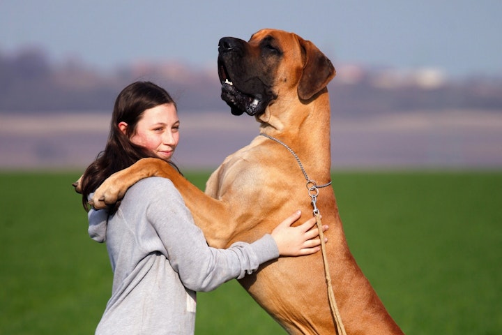 しつけ,咬傷事故,条例,注意,特定犬,犬,犬種,飼い主,飼い方