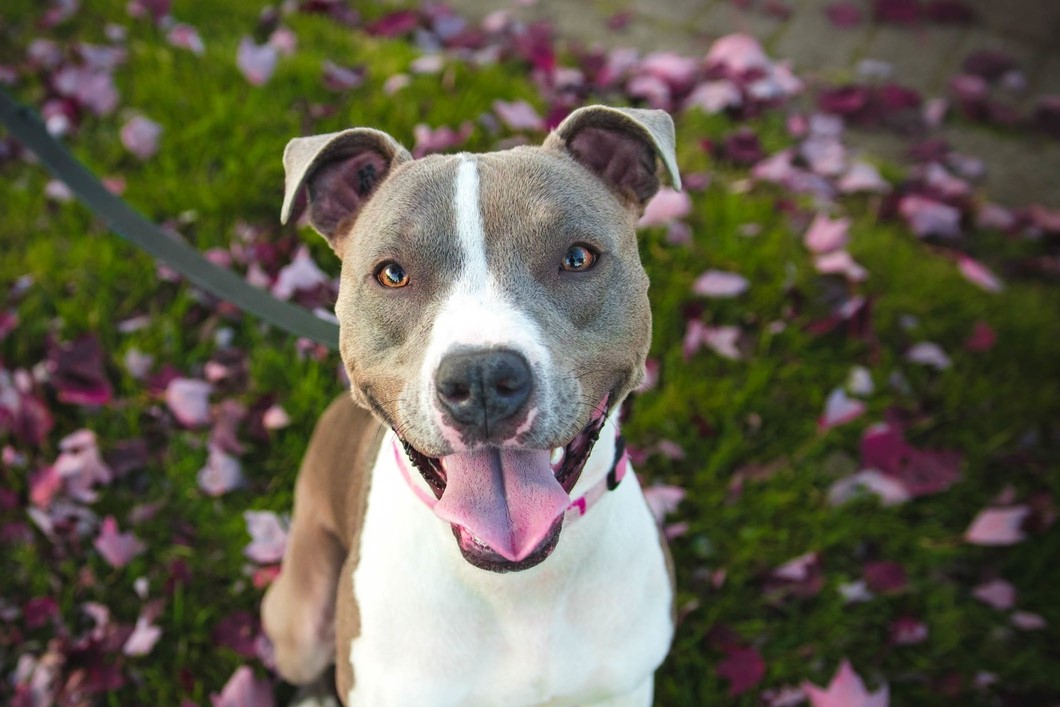 飼うのは危険？！条例で指定されている「特定犬」とは