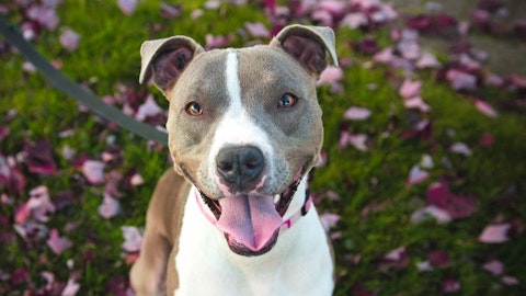 飼うのは危険?!条例で指定されている「特定犬」とはのアイキャッチ画像