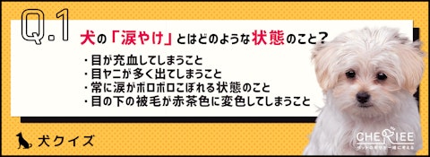 【クイズ】愛犬は大丈夫?早めに対処したい犬の涙やけとはのアイキャッチ画像