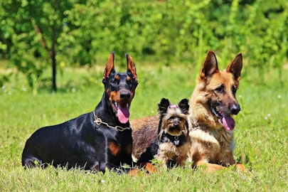 楽しいけれど苦労もいっぱい！犬の多頭飼いの体験談のアイキャッチ画像