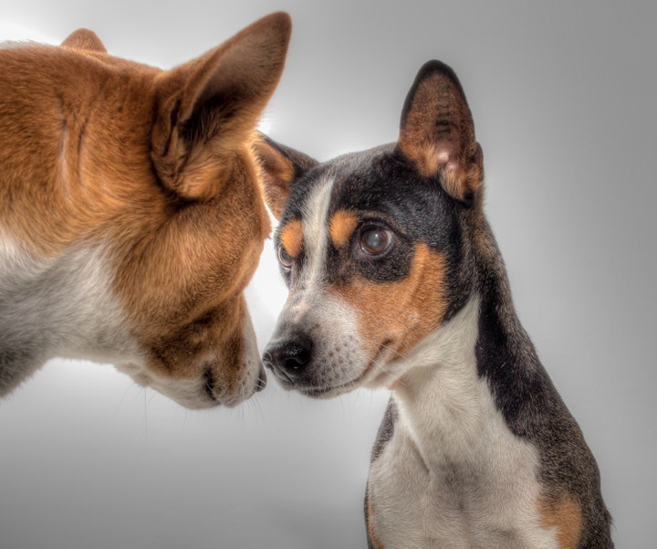 いたずら,しつけ,トレーニング,介護,医療,多頭飼い,性格,犬,飼い方