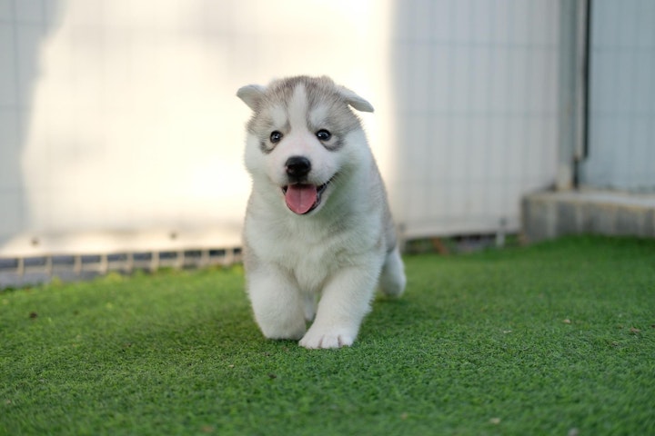 犬,甘酒,アルコール,栄養,エネルギー,アレルギー,癌