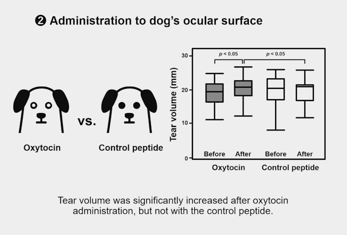 犬,最新研究,オキシトシン,涙,涙液量,幸せホルモン