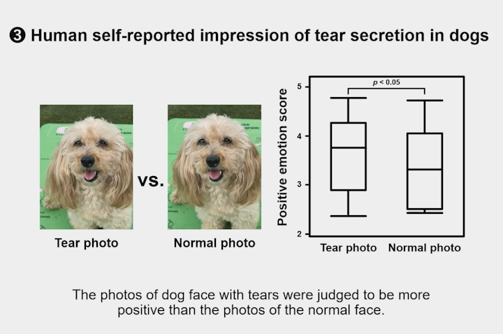 犬,最新研究,オキシトシン,涙,涙液量,幸せホルモン