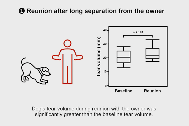 犬,最新研究,オキシトシン,涙,涙液量,幸せホルモン