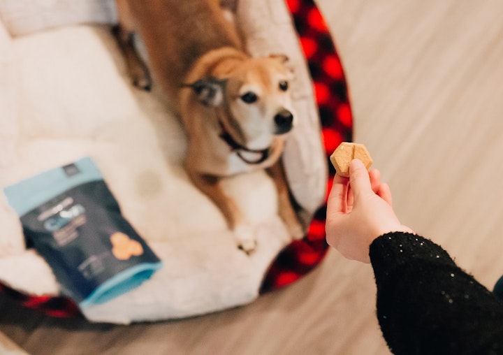 犬,トイレ,失敗,トレーニング