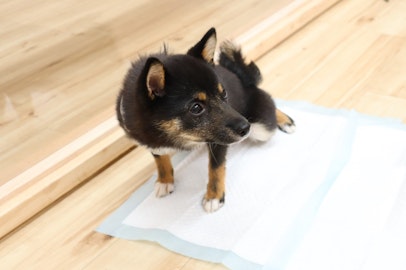 [トイレの失敗5選]愛犬を叱る前に見直したい飼い主の対応のアイキャッチ画像