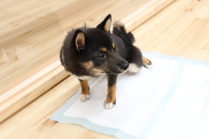 [トイレの失敗5選]愛犬を叱る前に見直したい飼い主の対応 - CHERIEE あにまるマガジン