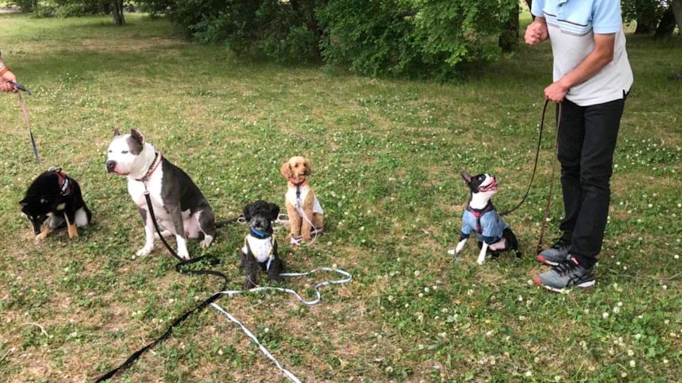 ドッグトレーナーのお仕事とは?ベテラントレーナーにインタビュー