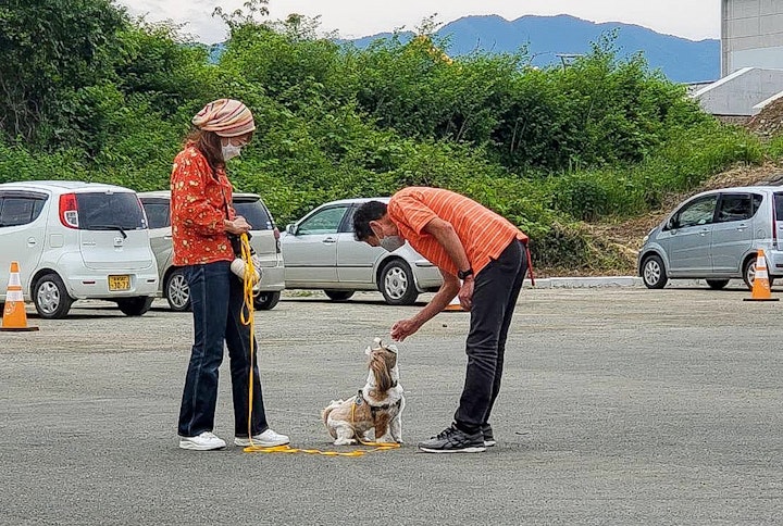 しつけ,ドッグトレーナー,トレーニング,犬,犬の仕事,飼い主,飼い方